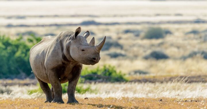 In Namibia, a praised group conservation model is in peril