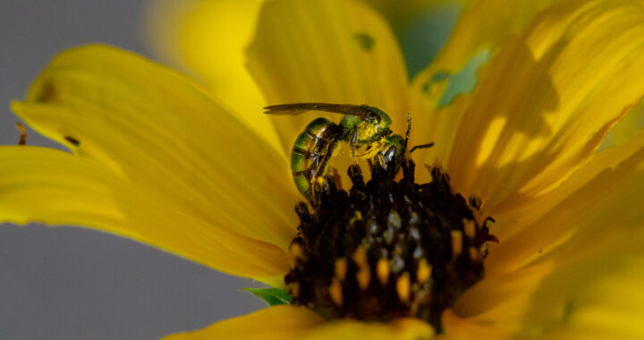 Battle throughout the yard: Serving to indigenous bees thrives in a honey world