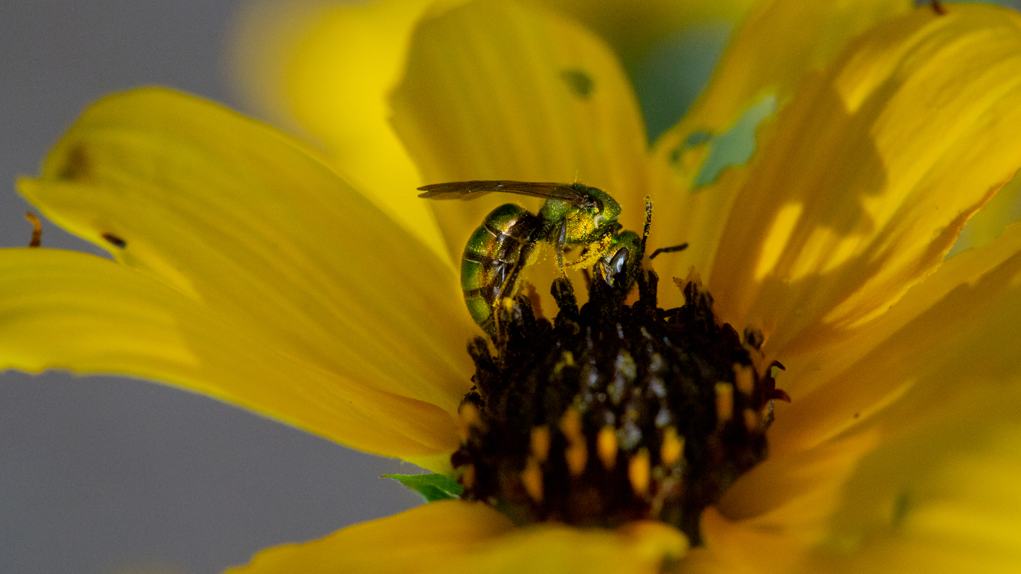 Battle throughout the yard: Serving to indigenous bees thrives in a honey world