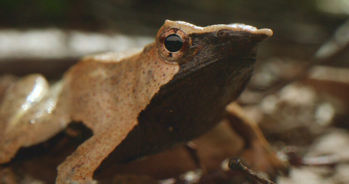 Inside the Chile forest reserve, the Darwin frog is noticeable