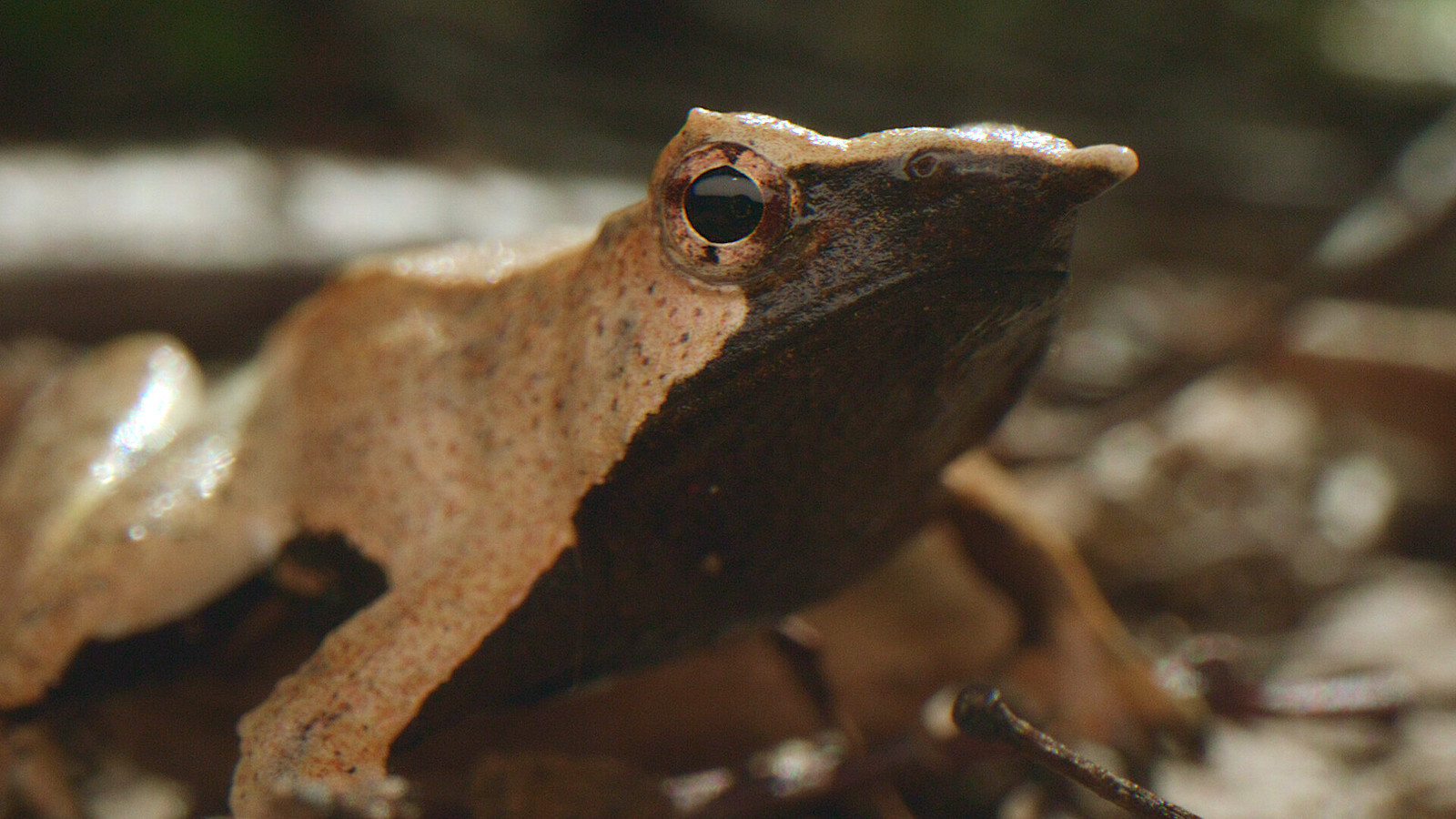 Inside the Chile forest reserve, the Darwin frog is noticeable