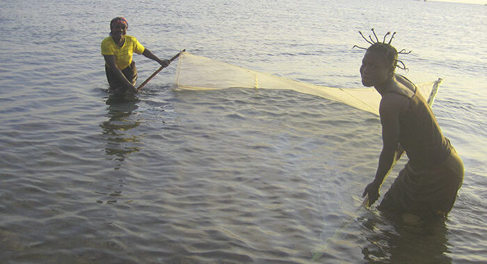 Abuse of the mosquito group emphasizes Malawi's fish inhabitants