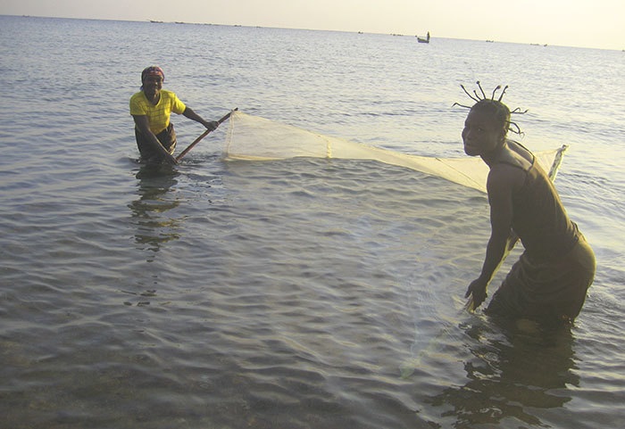 Abuse of the mosquito group emphasizes Malawi's fish inhabitants